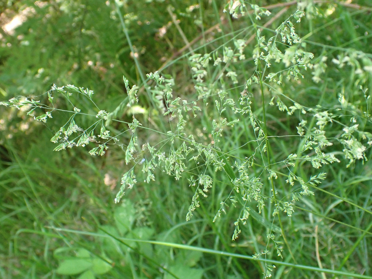 2081 Fienarola comune 04