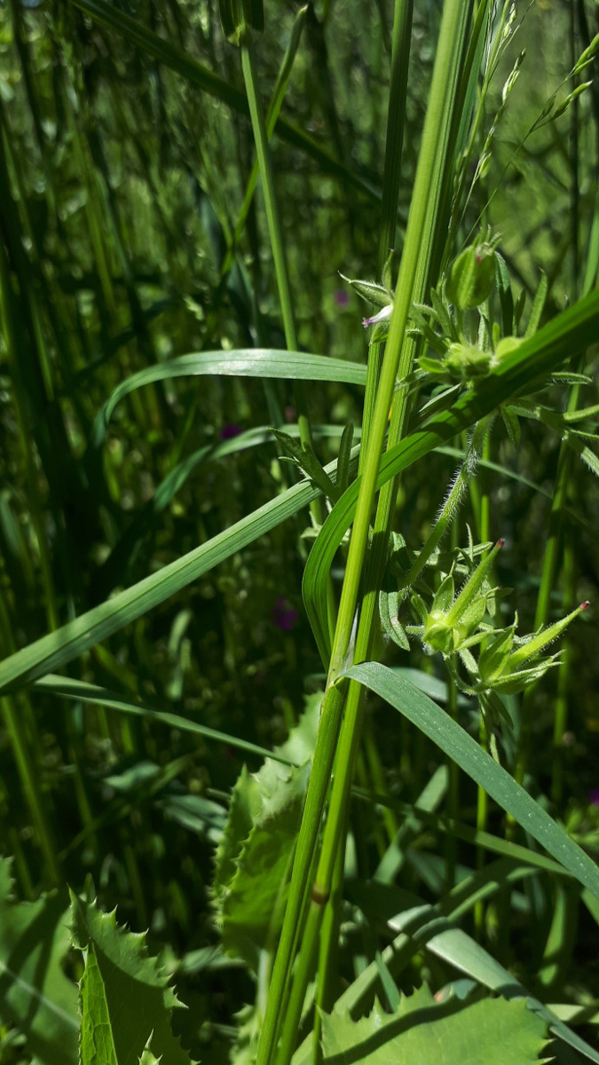 2081 Fienarola comune 05