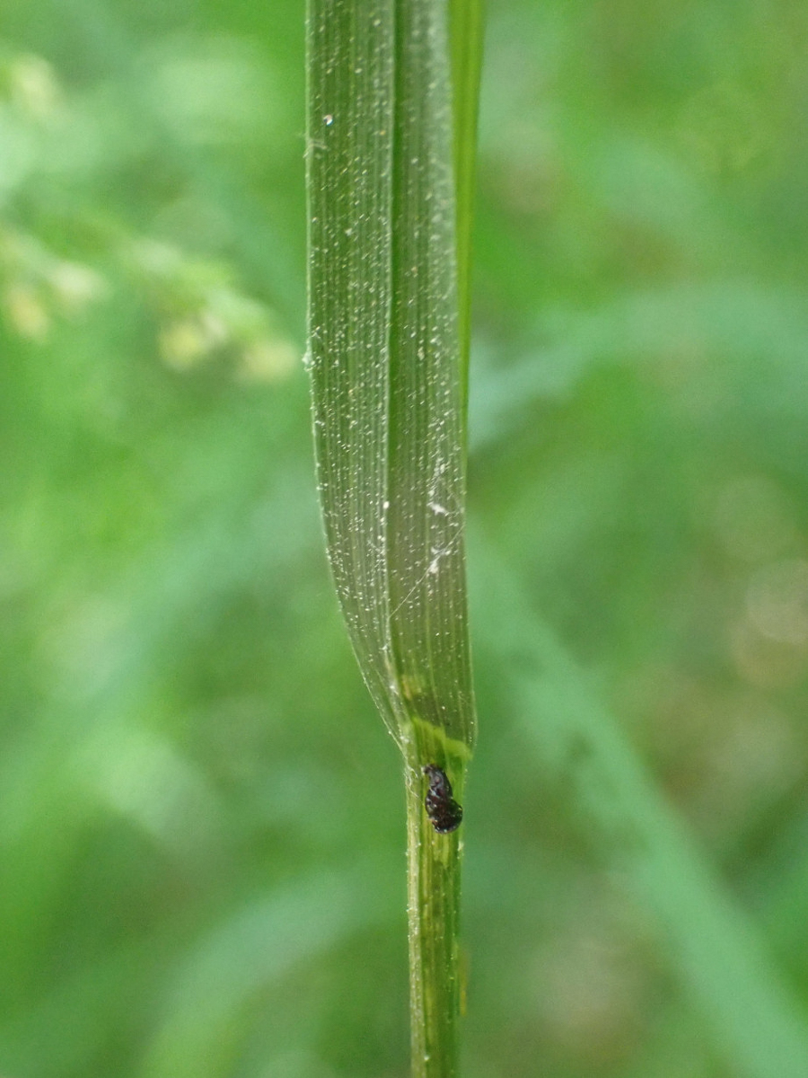 2081 Fienarola comune 06