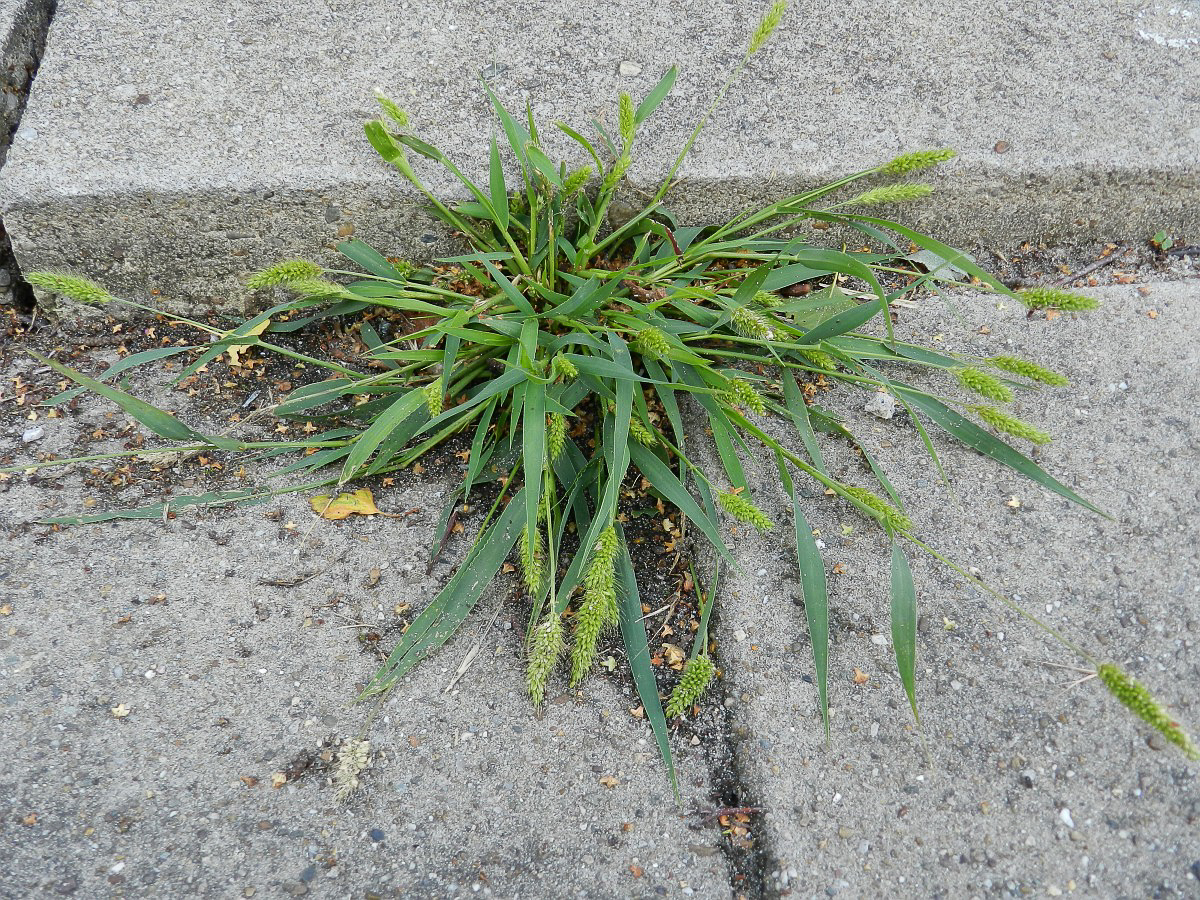 2088 Pabbio glauco 01