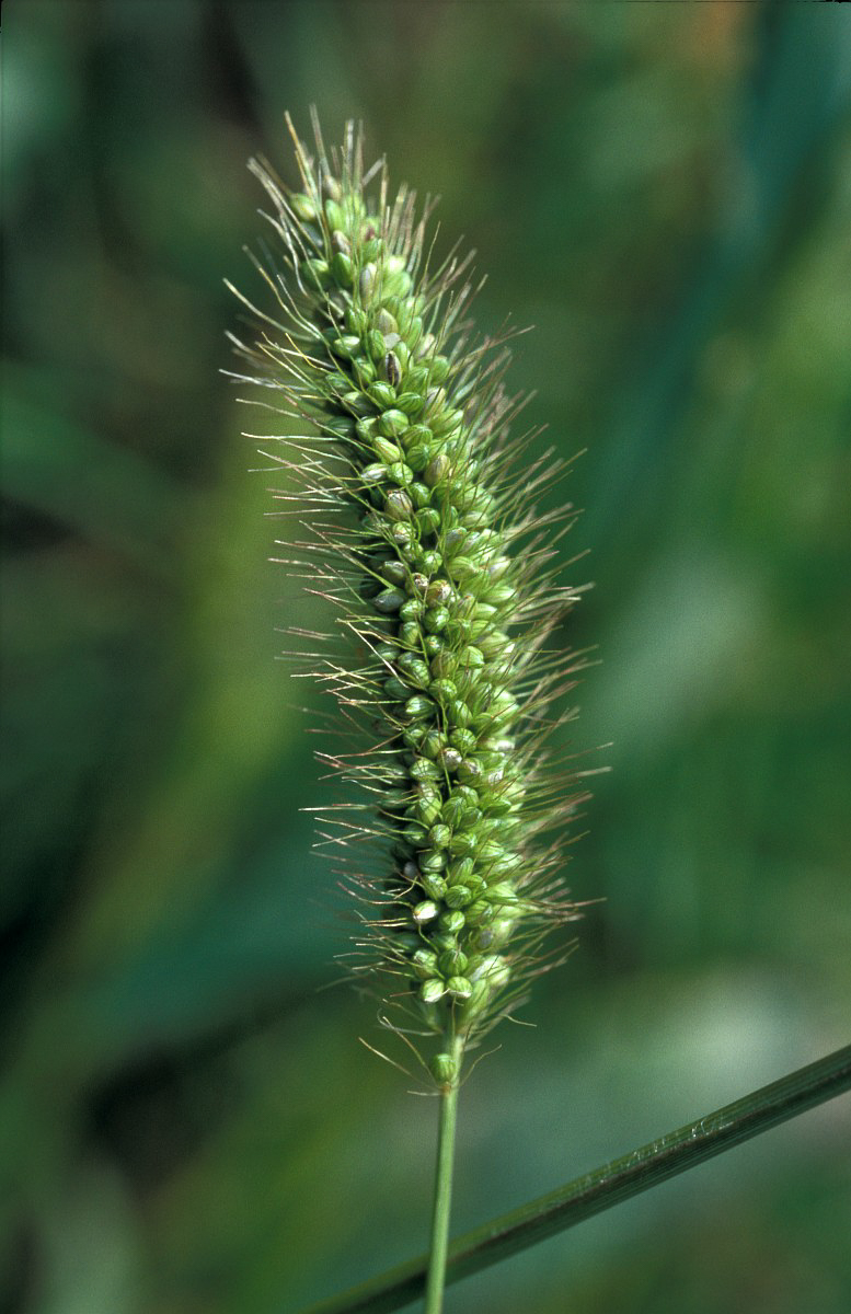 2088 Pabbio glauco 04