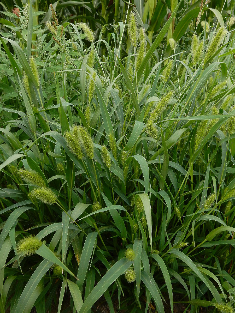 2088 Pabbio glauco 05