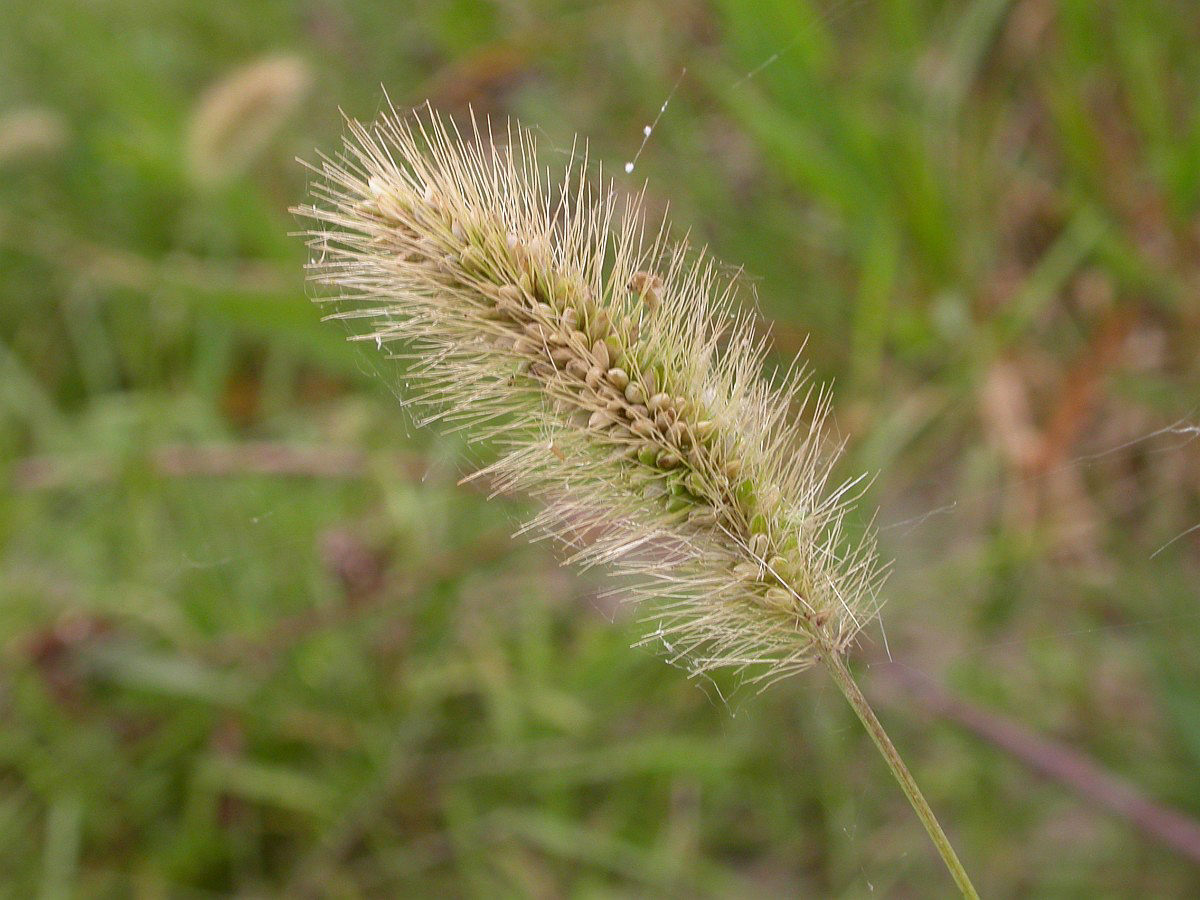 2088 Pabbio glauco 06