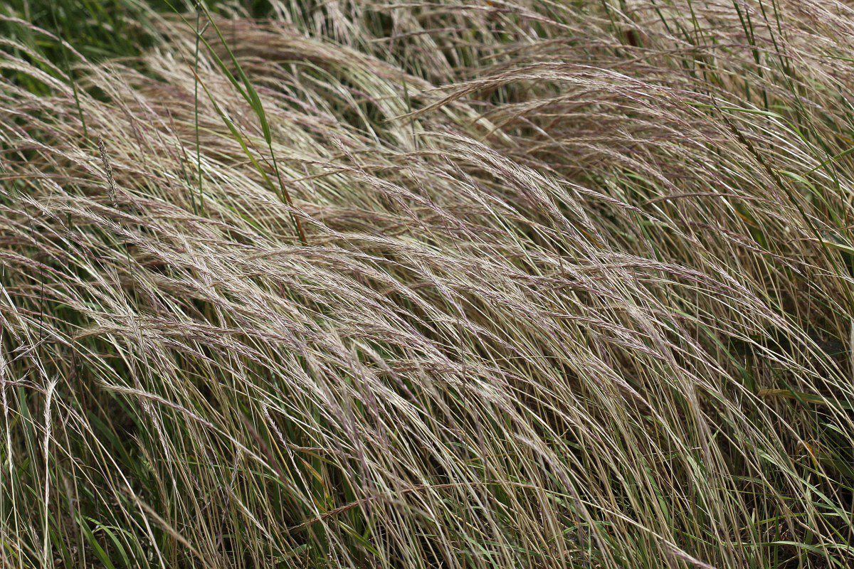 2102 Paléo sottile 01