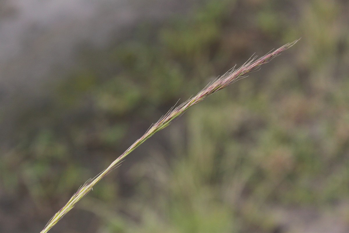 2102 Paléo sottile 04