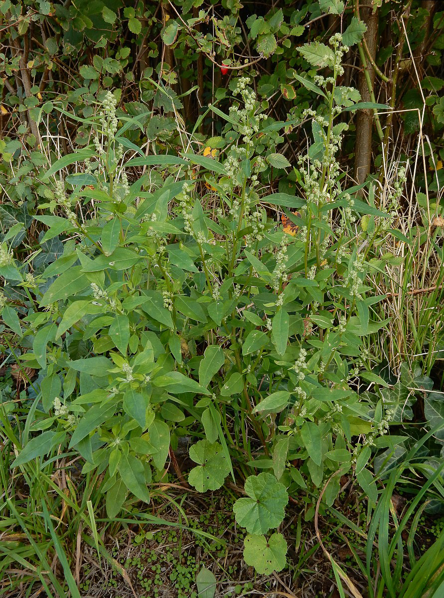 2114 Farinello comune 01