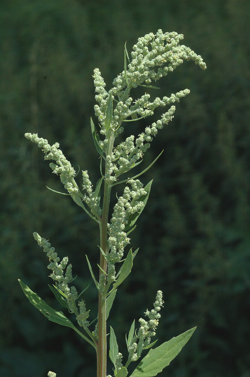 2114 Farinello comune 04