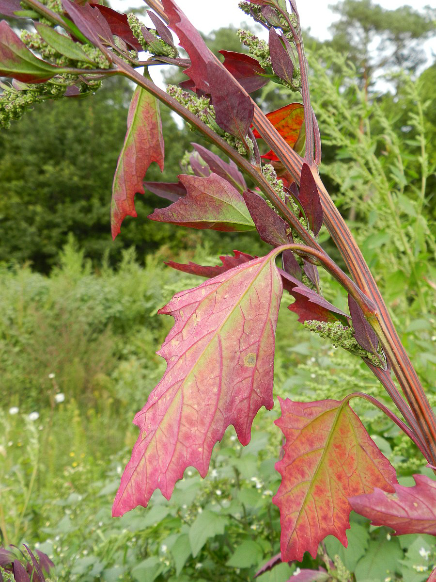 2114 Farinello comune 06