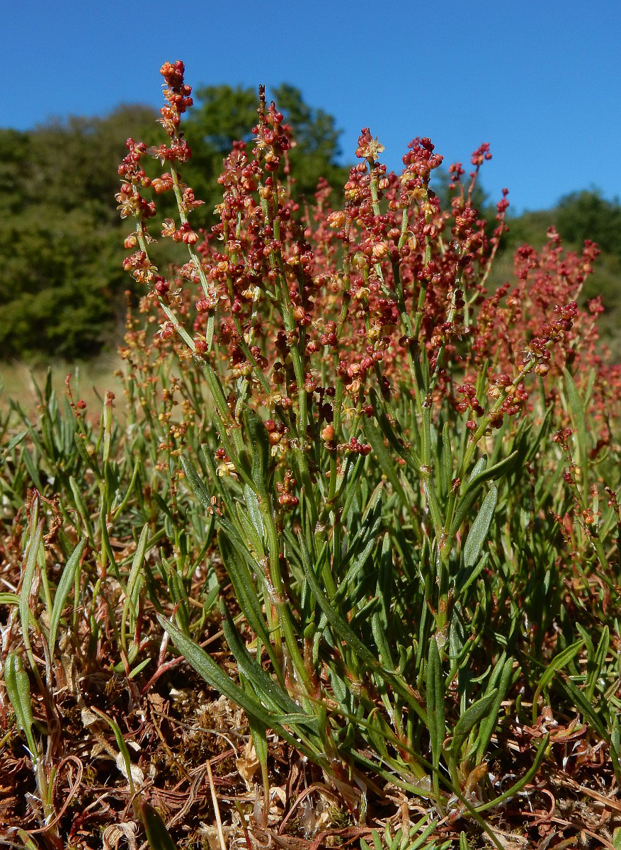 2155 Romice acetosella 01