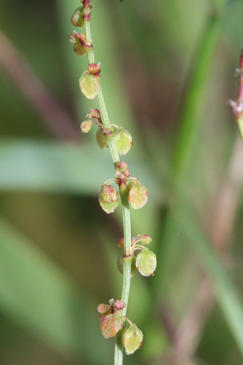 2155 Romice acetosella 04