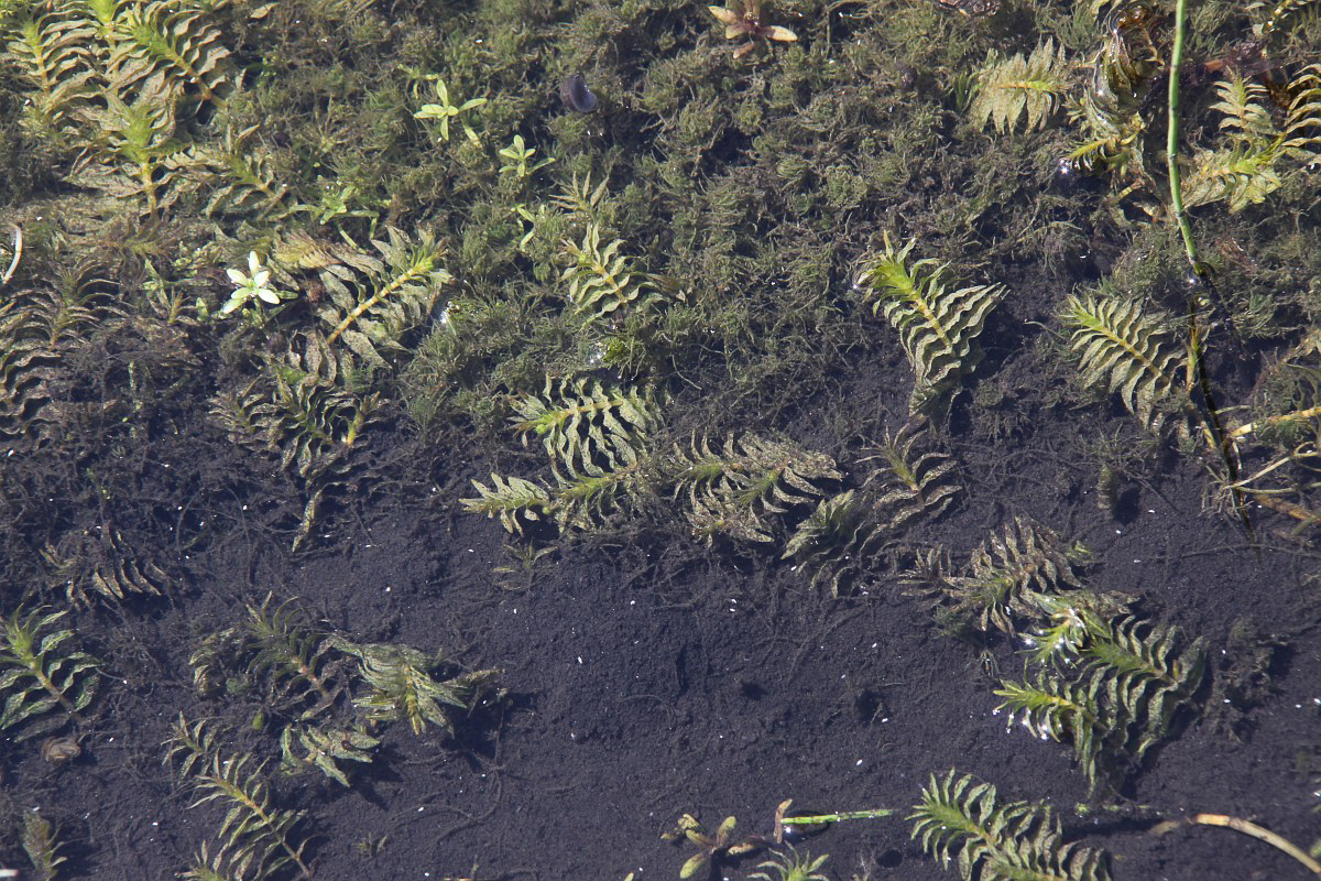 2198 Brasca foglie opposte 01