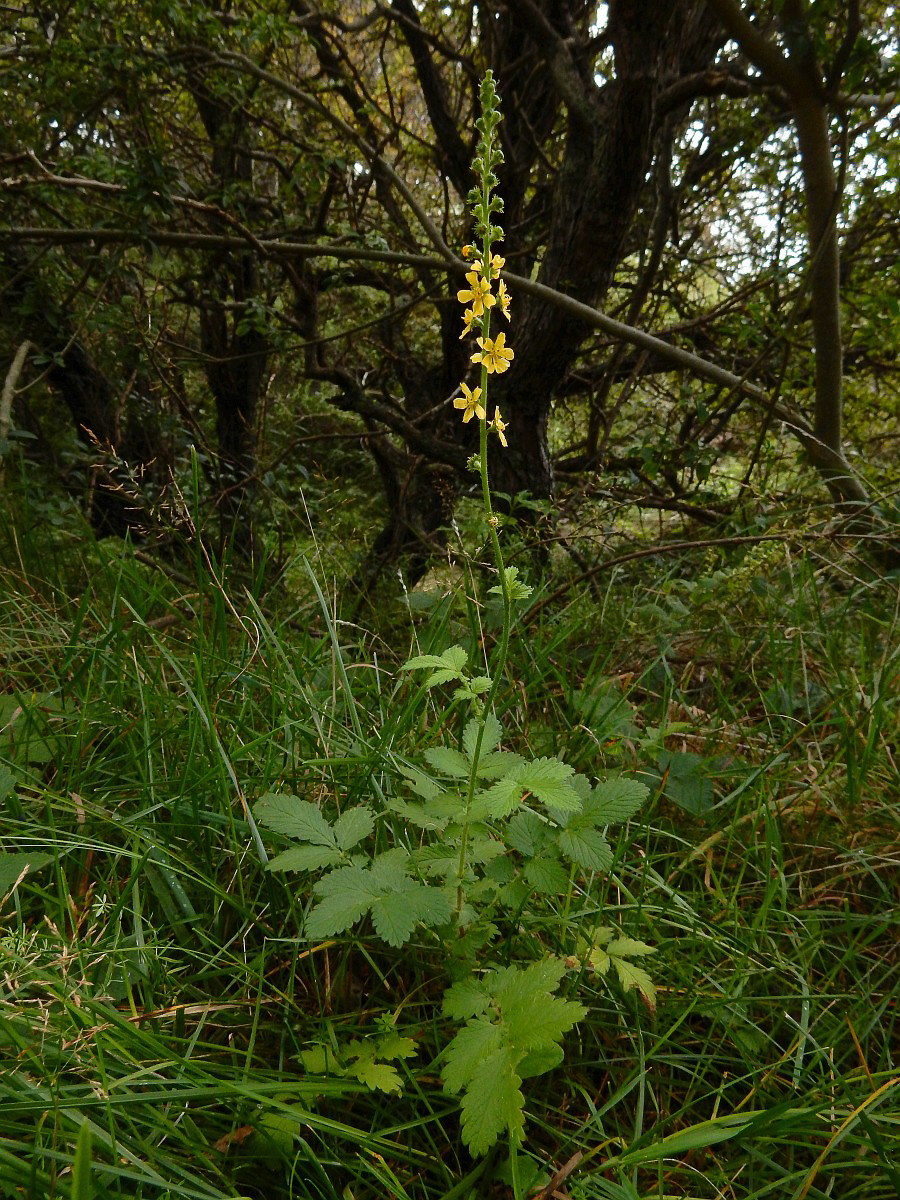 2343 Agrimonia comune 01