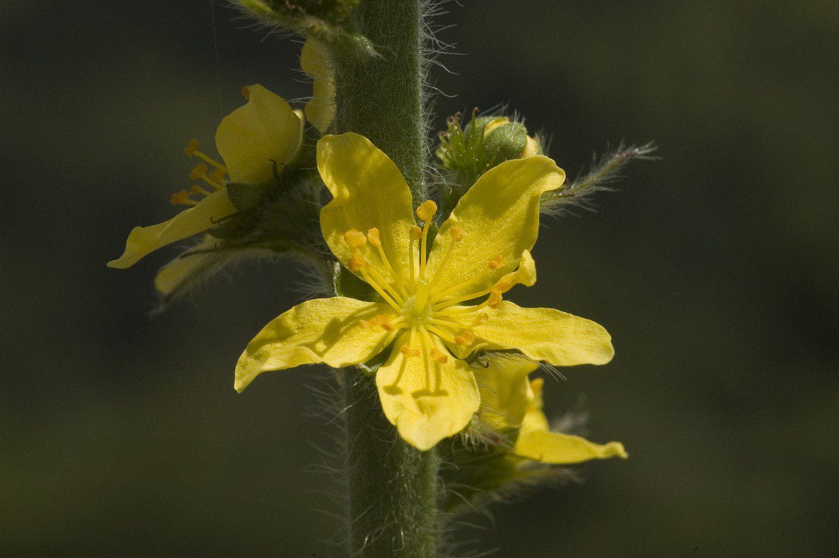 2343 Agrimonia comune 04