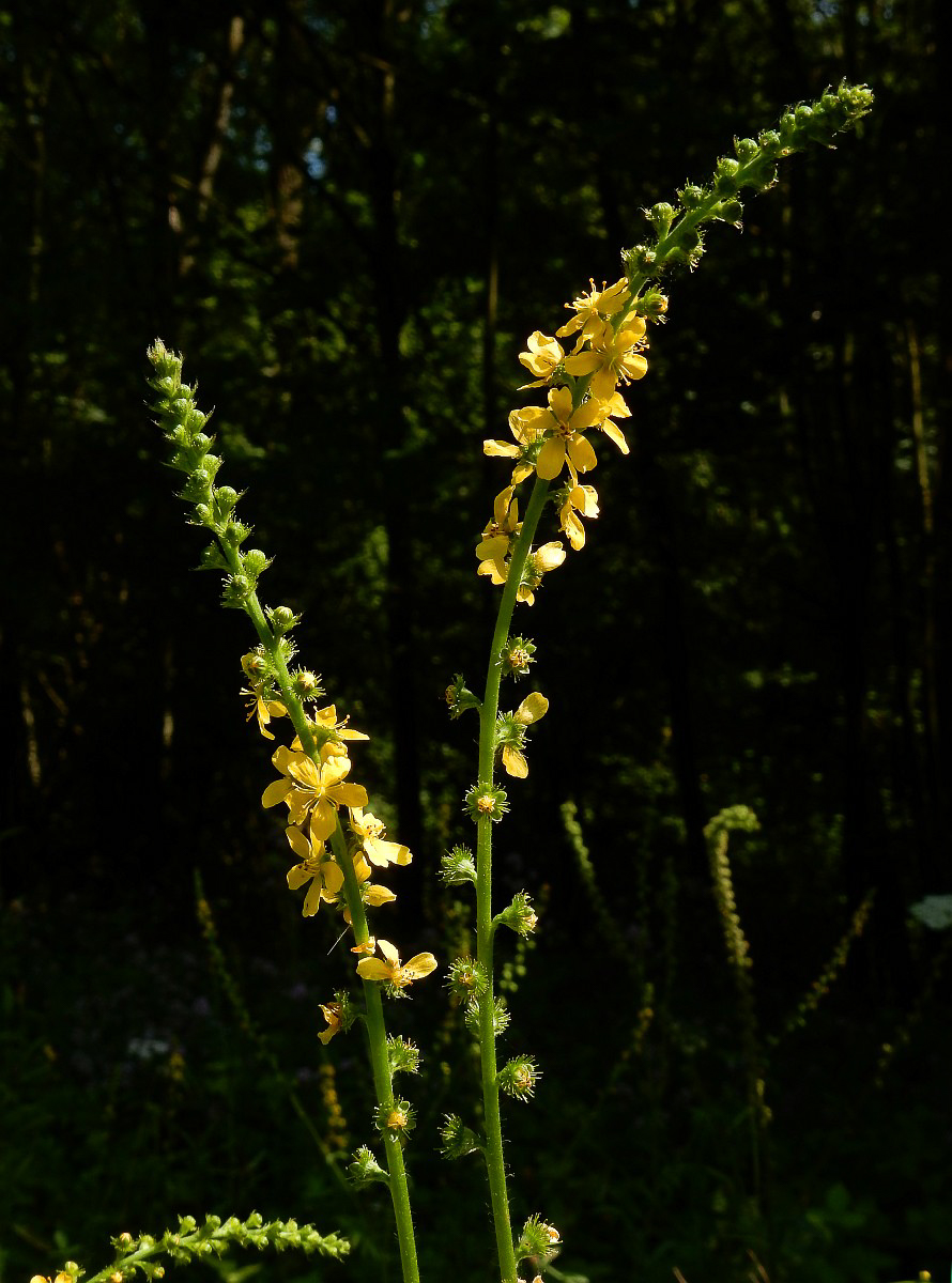 2343 Agrimonia comune 05