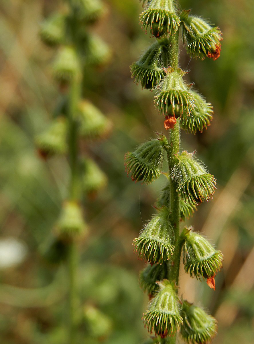 2343 Agrimonia comune 06