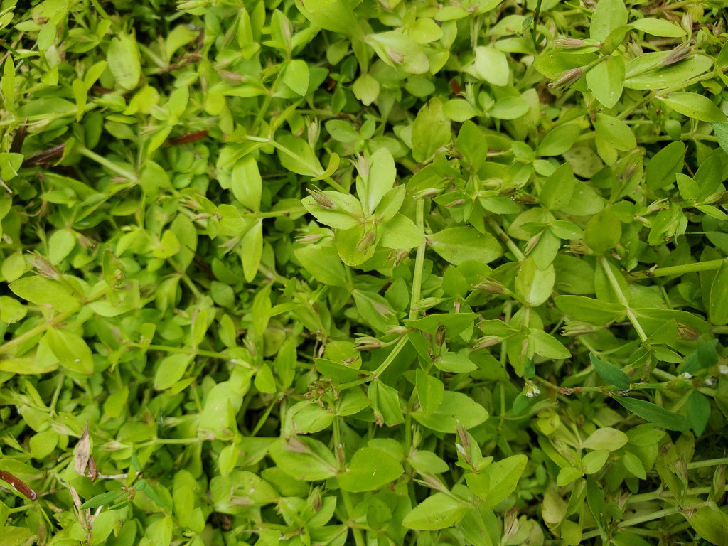 2554 Lindernia risaie 01