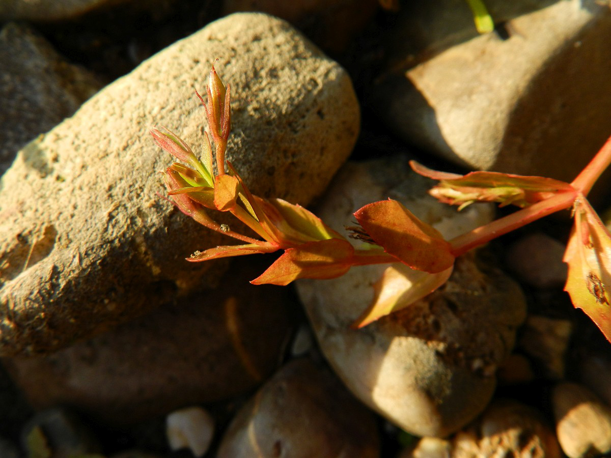 2554 Lindernia risaie 06