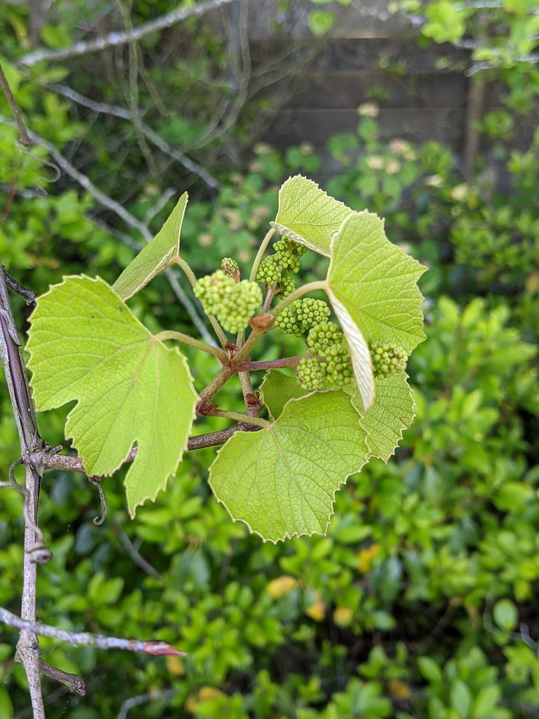 2758 Vitis labrusca 01