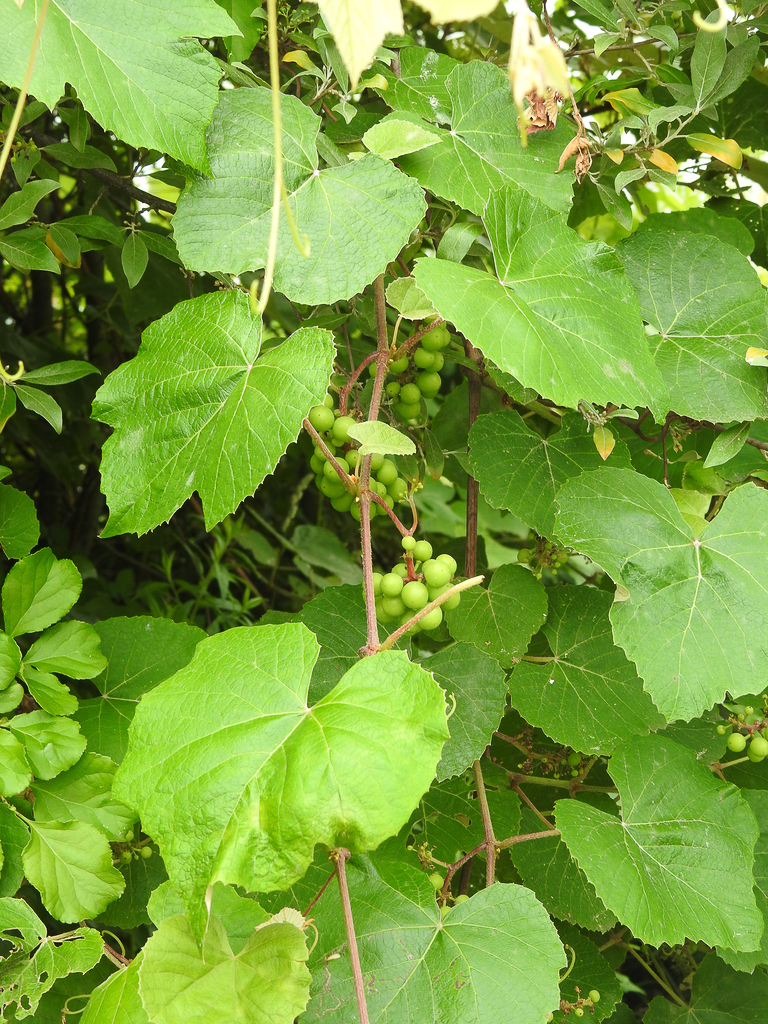 2758 Vitis labrusca 04