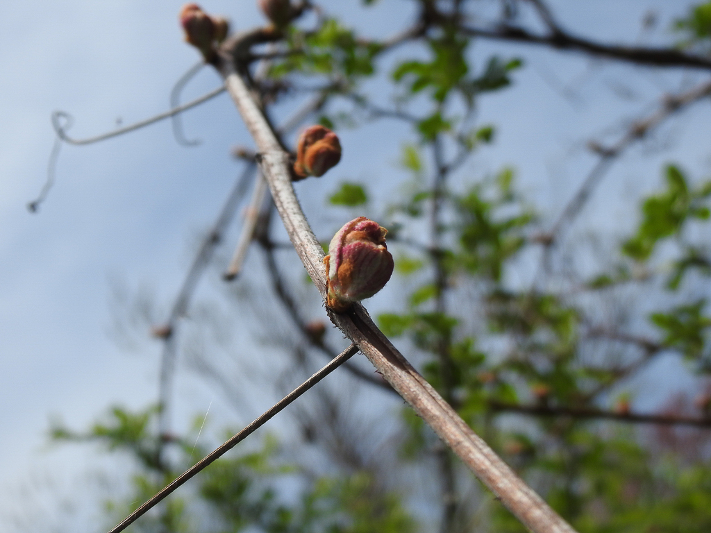 2758 Vitis labrusca 05