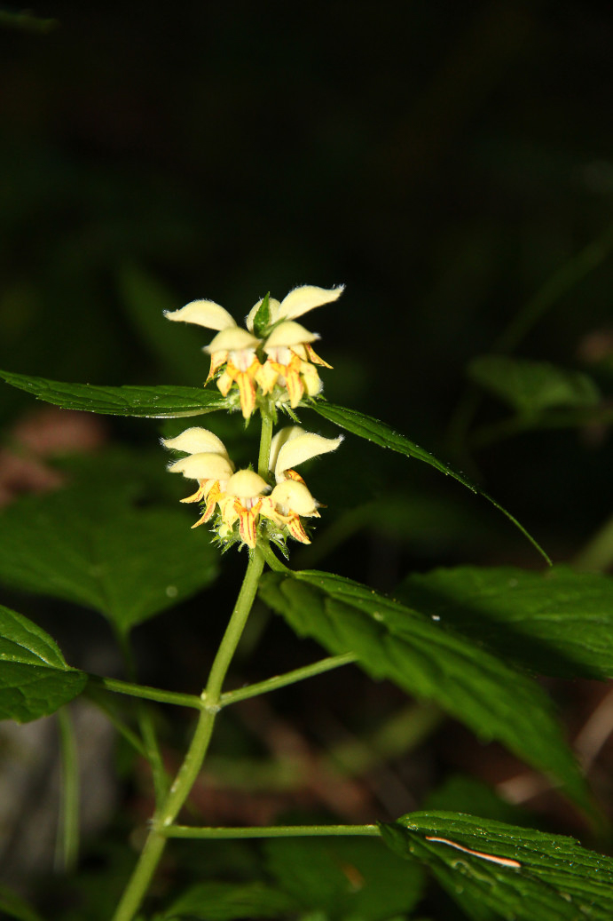 2779 Falsa ortica gialla 04