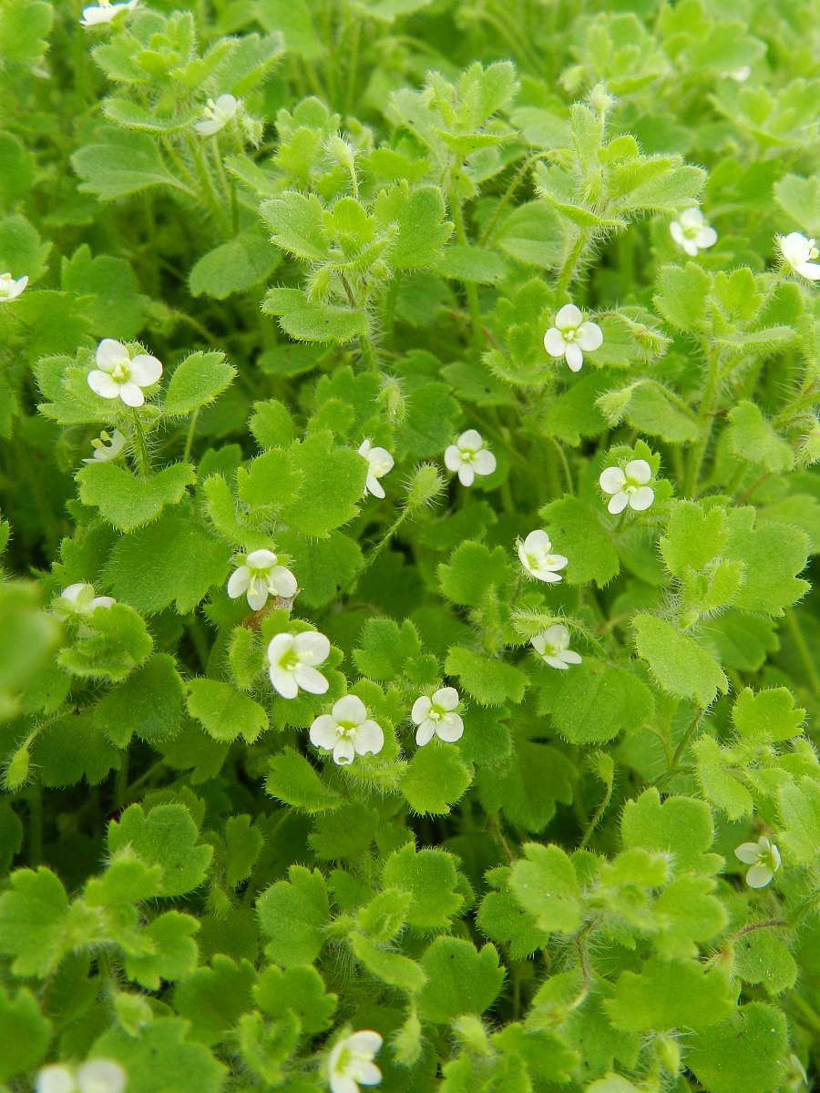 2802 Veronica a foglie di cimbalaria 01