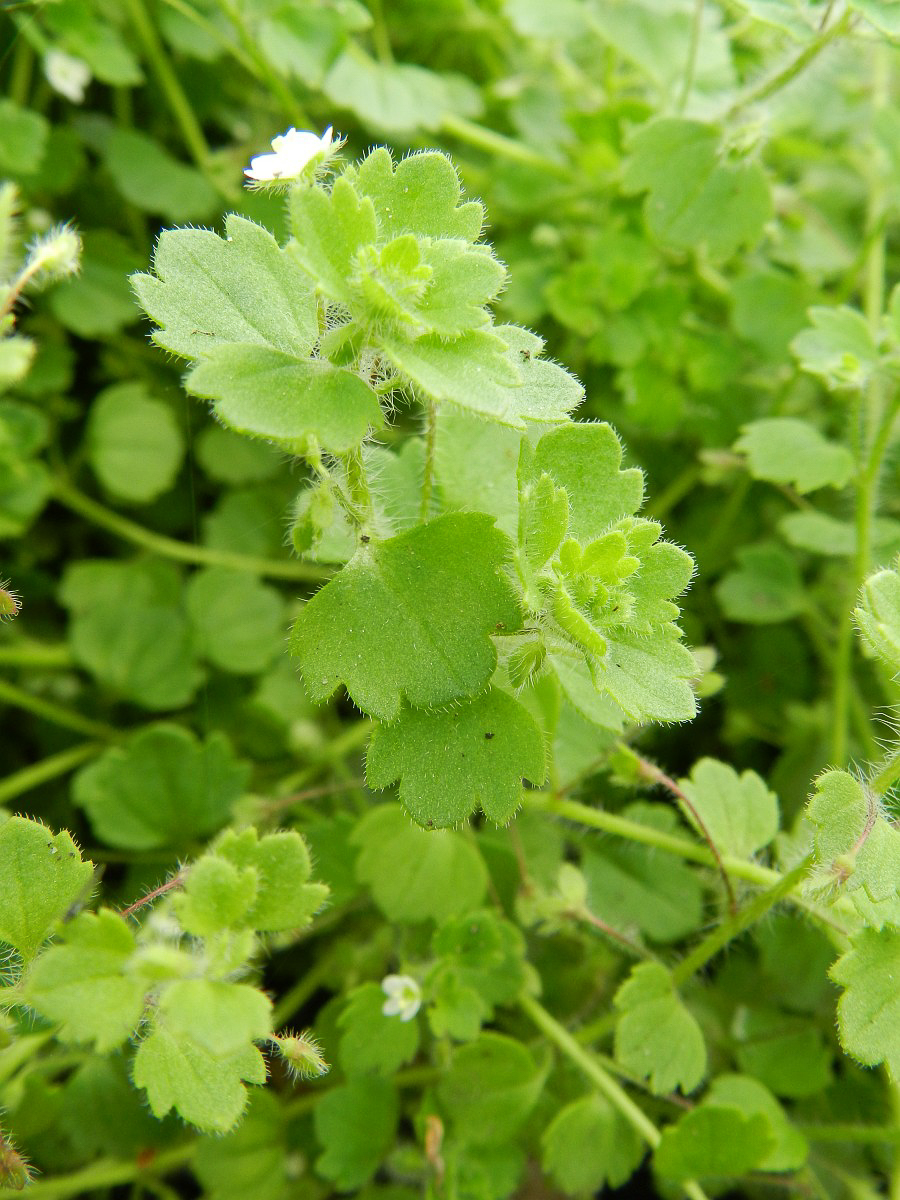 2802 Veronica a foglie di cimbalaria 04