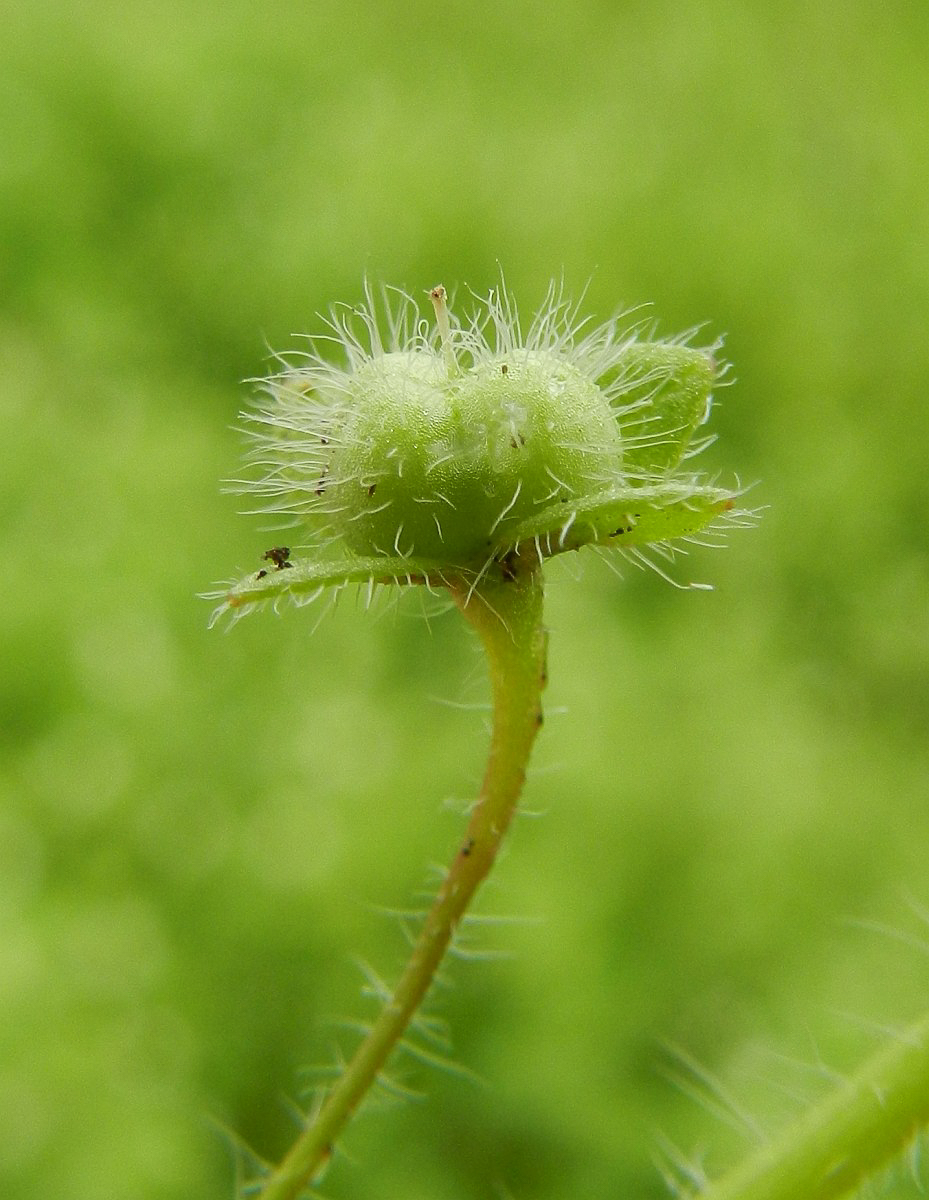 2802 Veronica a foglie di cimbalaria 06
