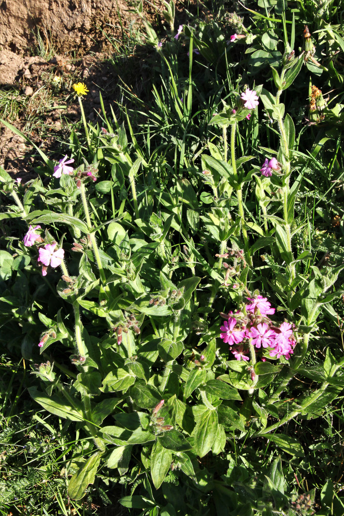 2838 Silene dioica 01