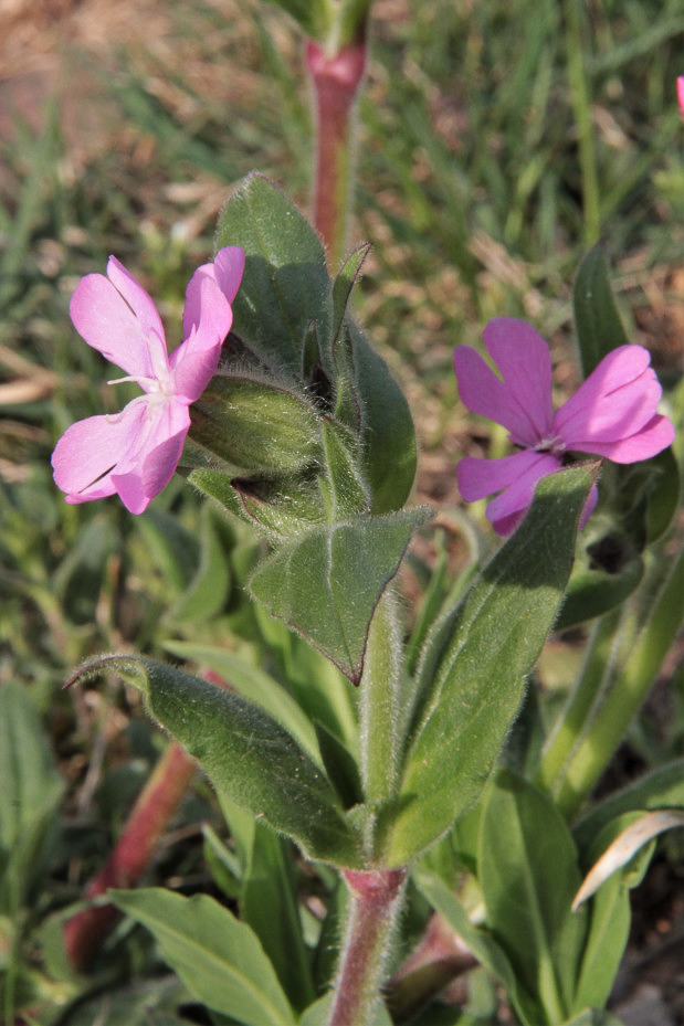 2838 Silene dioica 06