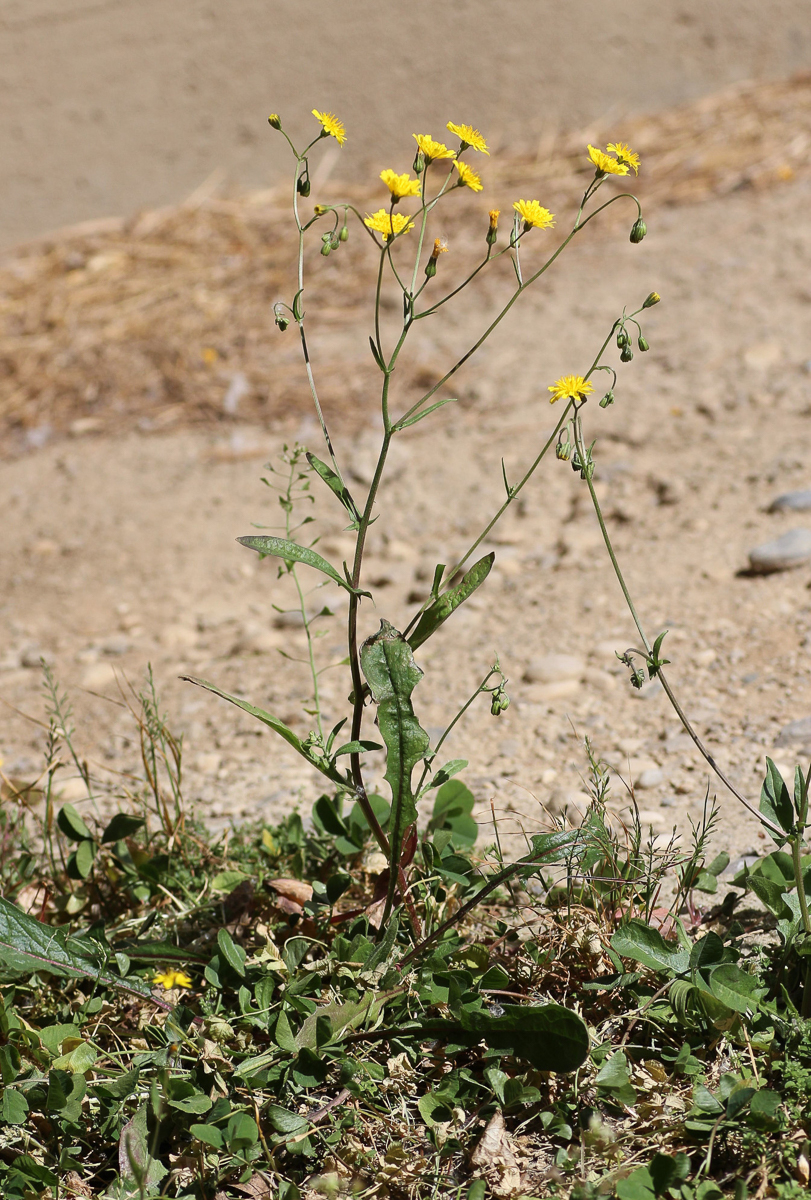 2859 Radicchiella minore 01