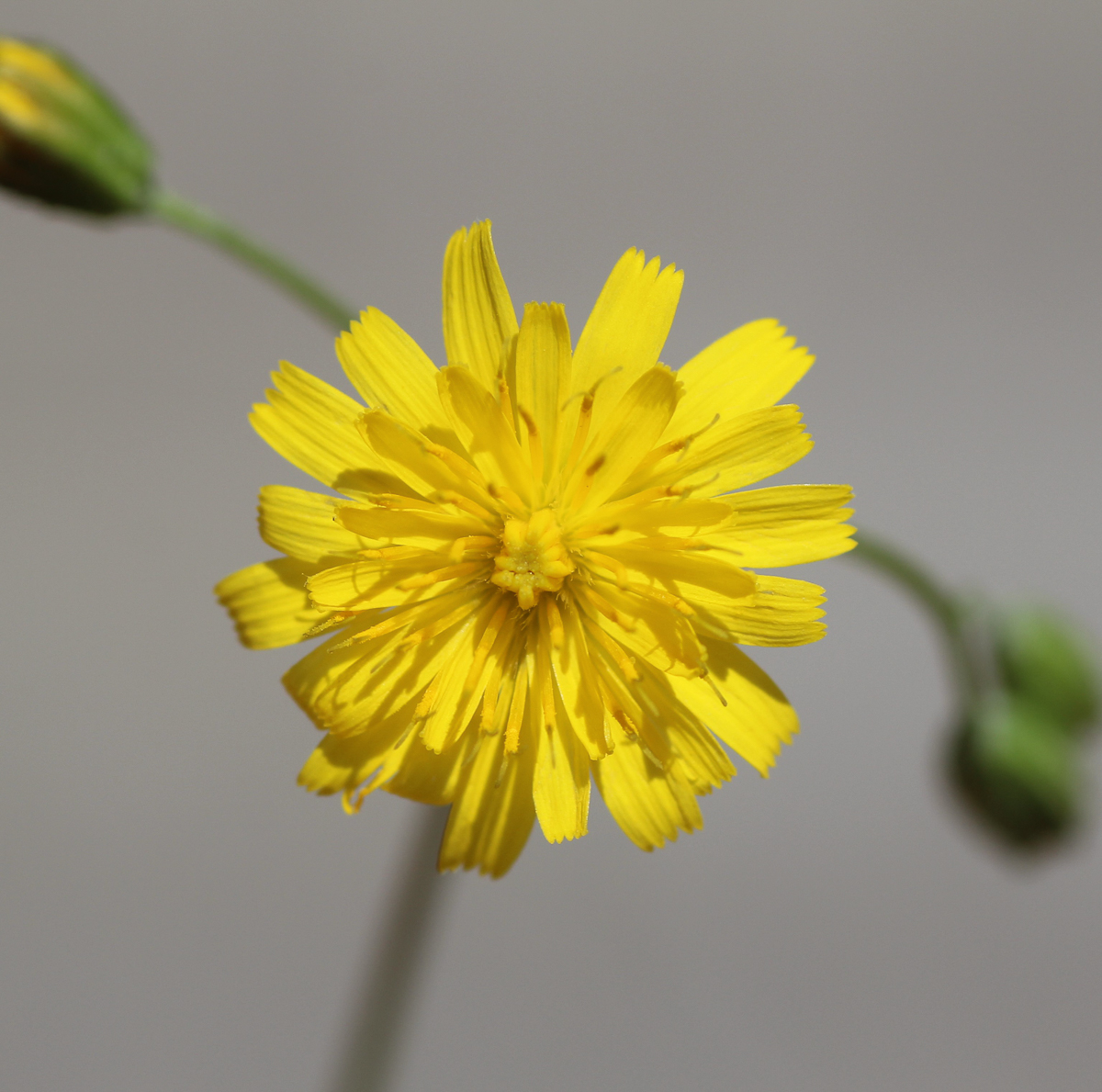 2859 Radicchiella minore 04