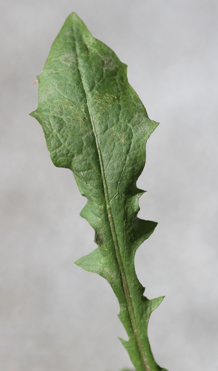 2859 Radicchiella minore 05