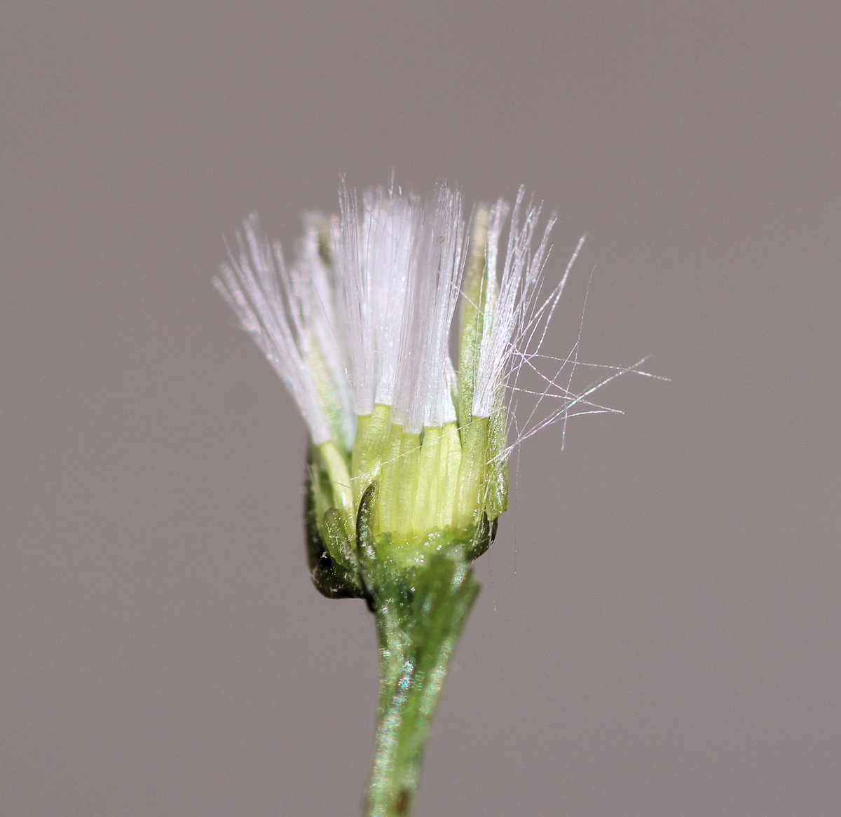 2859 Radicchiella minore 06