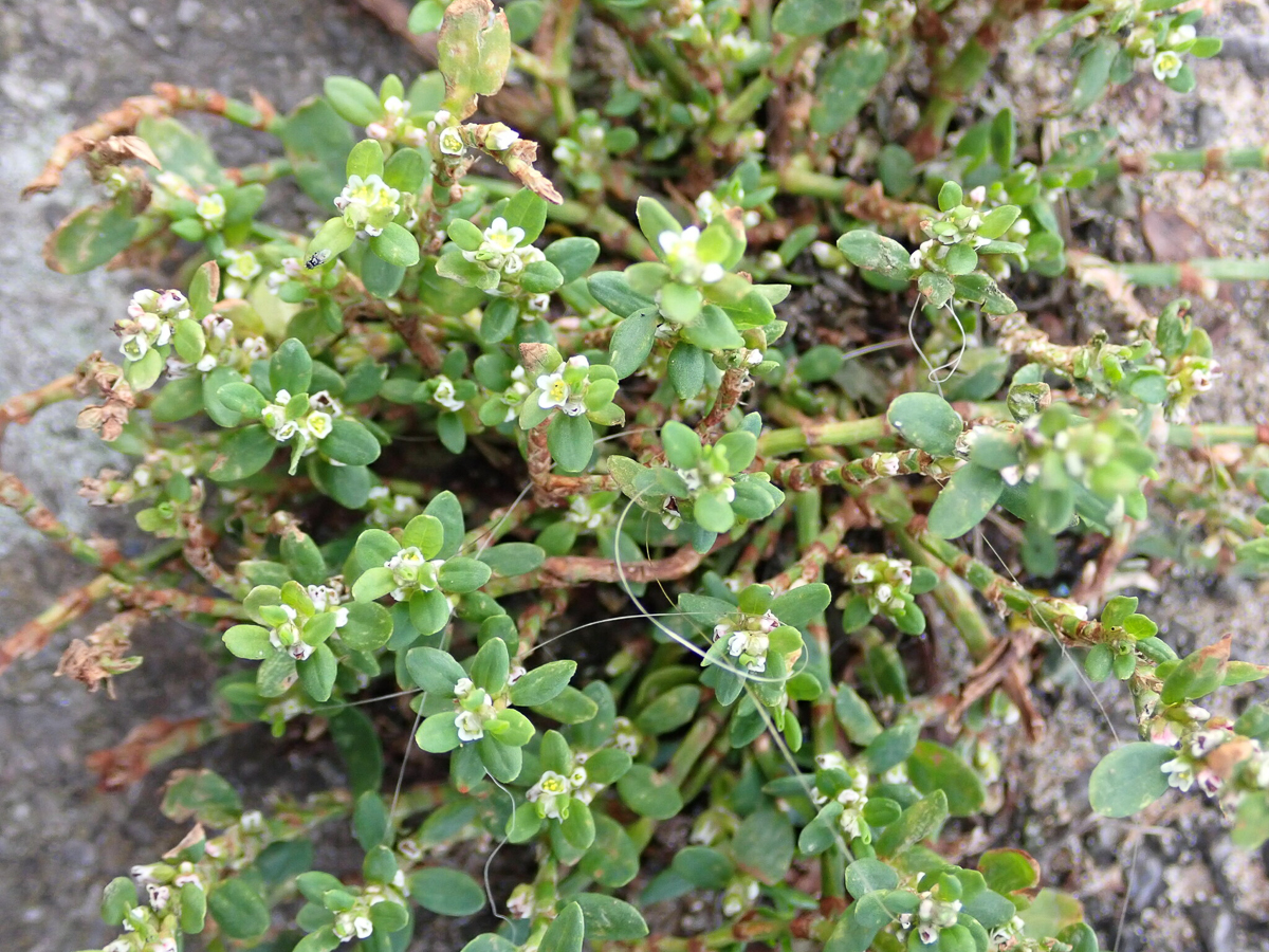 2881 Poligono arenastro 01