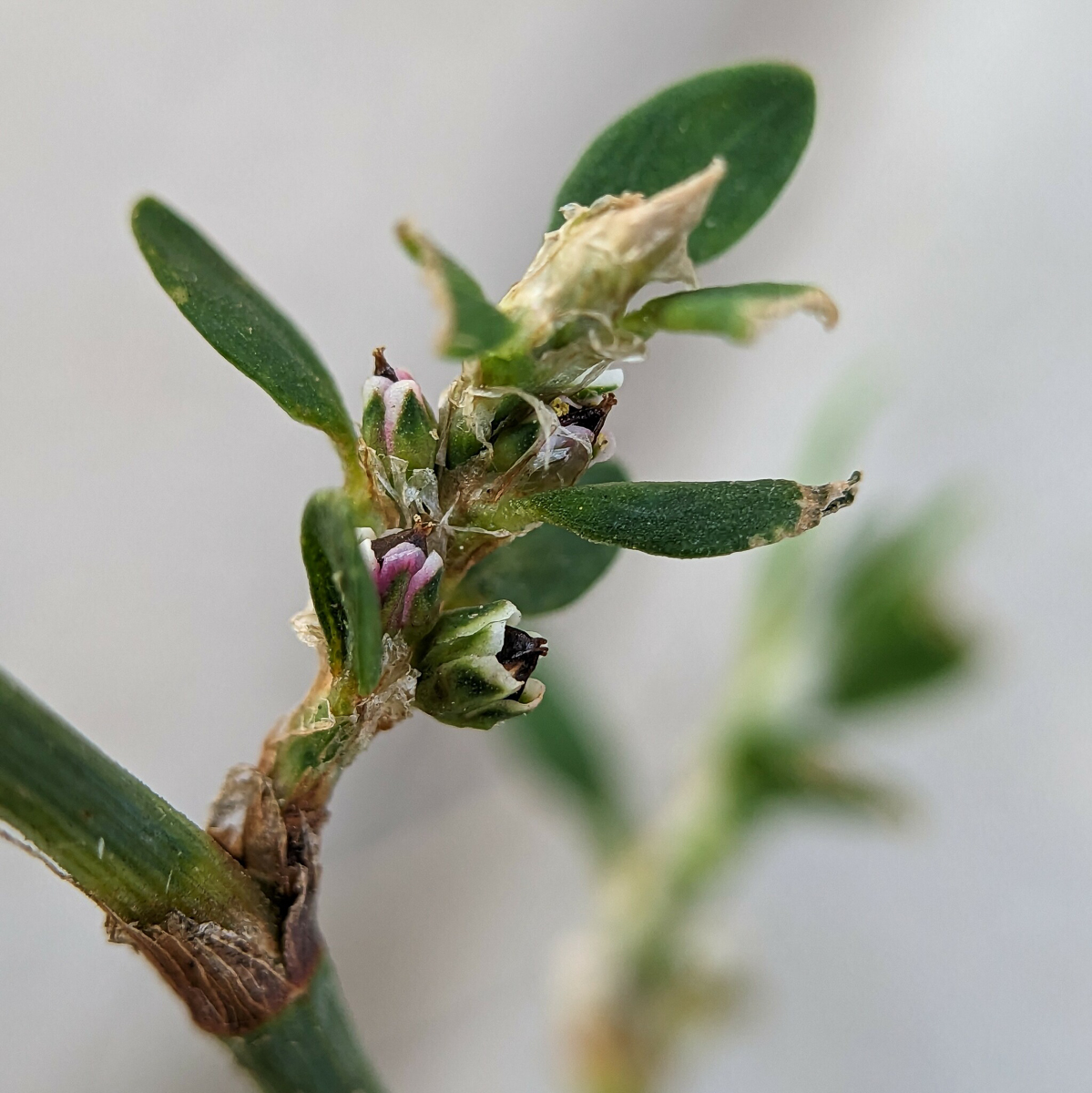 2881 Poligono arenastro 04