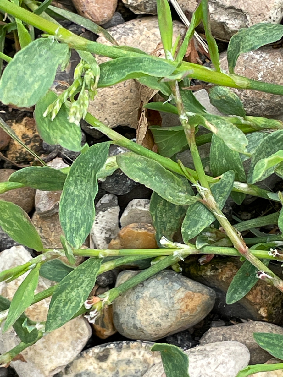 2881 Poligono arenastro 06