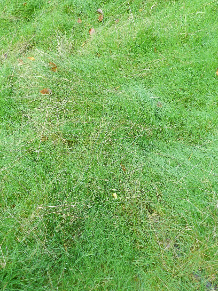 2898 Agrostide canina 04