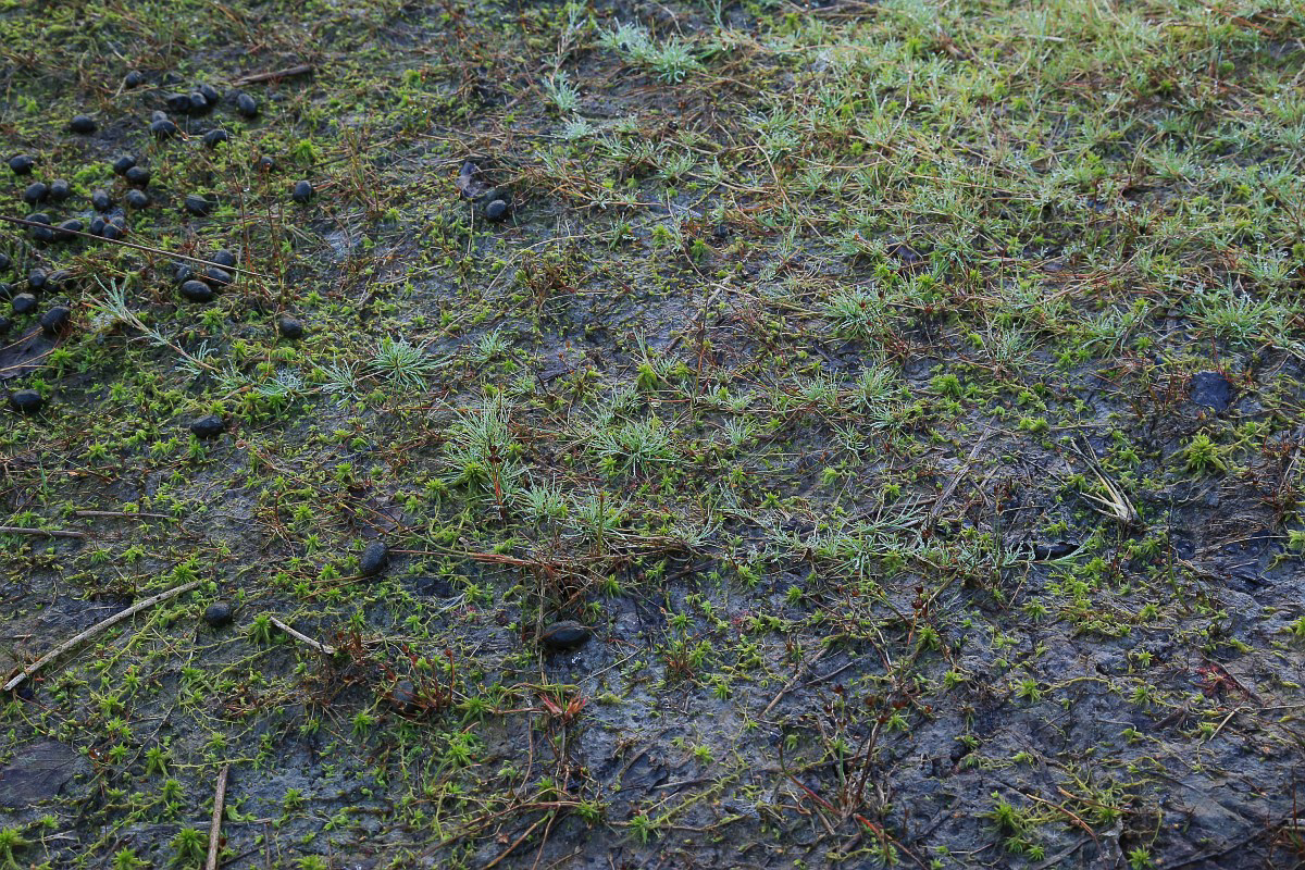 2898 Agrostide canina 05