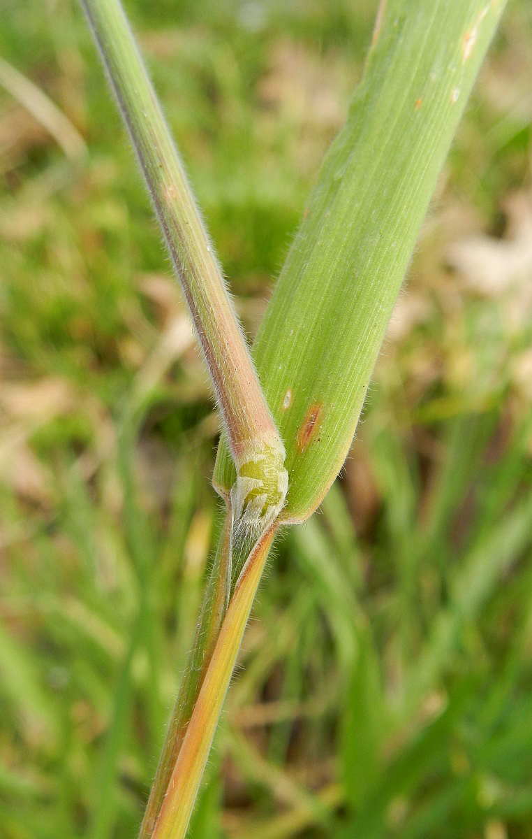 2931 Bambagione pubescente 05