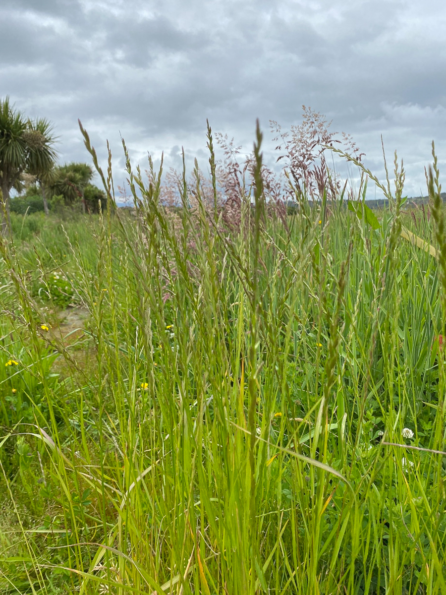 2992 Loietto perenne 01