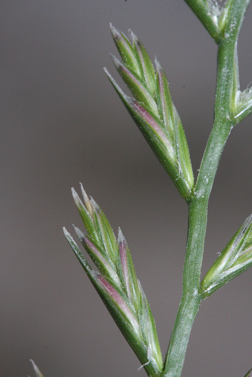 2992 Loietto perenne 05