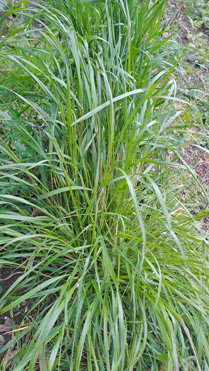 2992 Loietto perenne 06