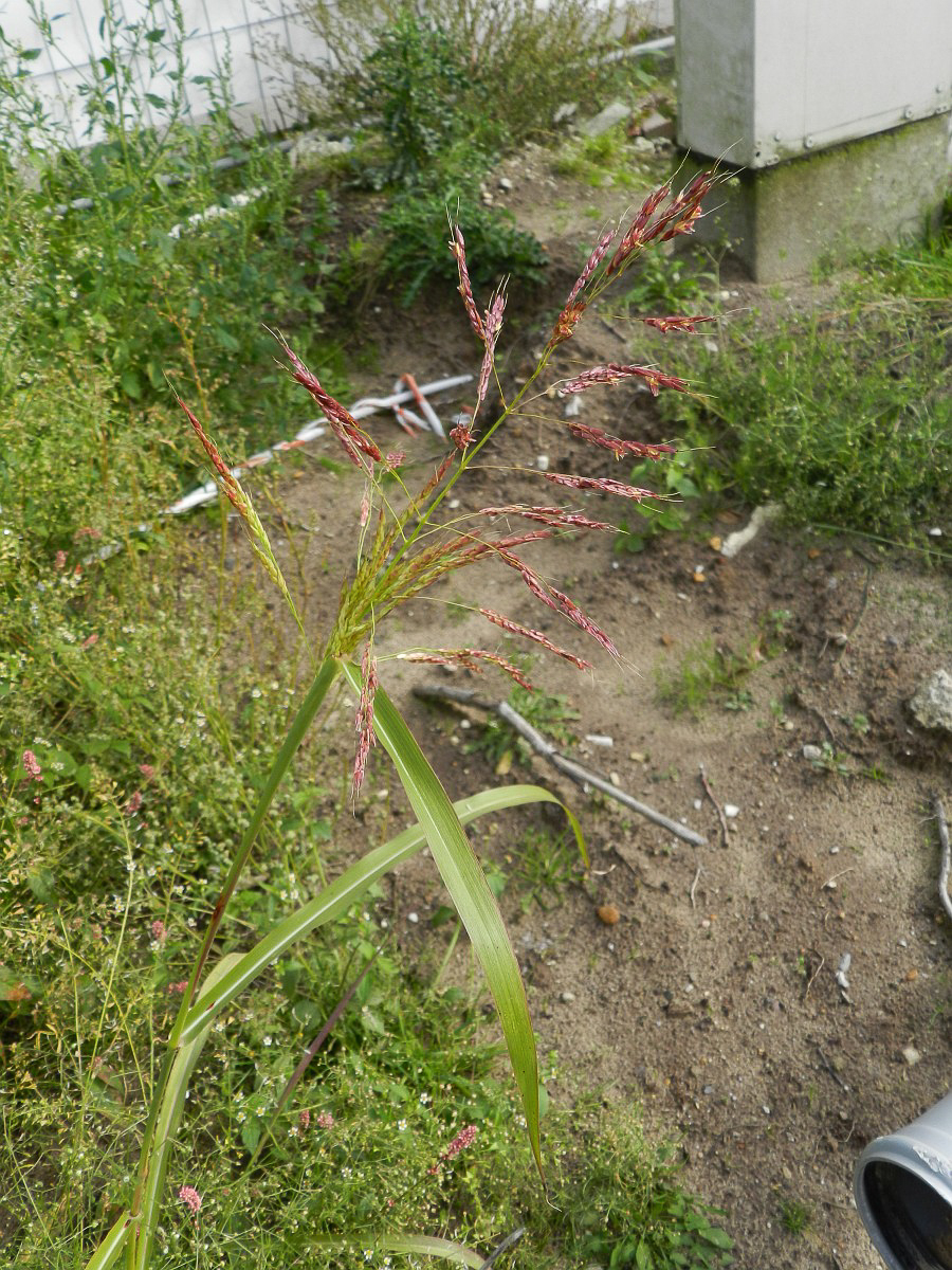 3040 Sorgo selvatico 01