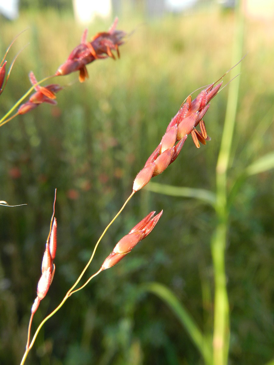 3040 Sorgo selvatico 04