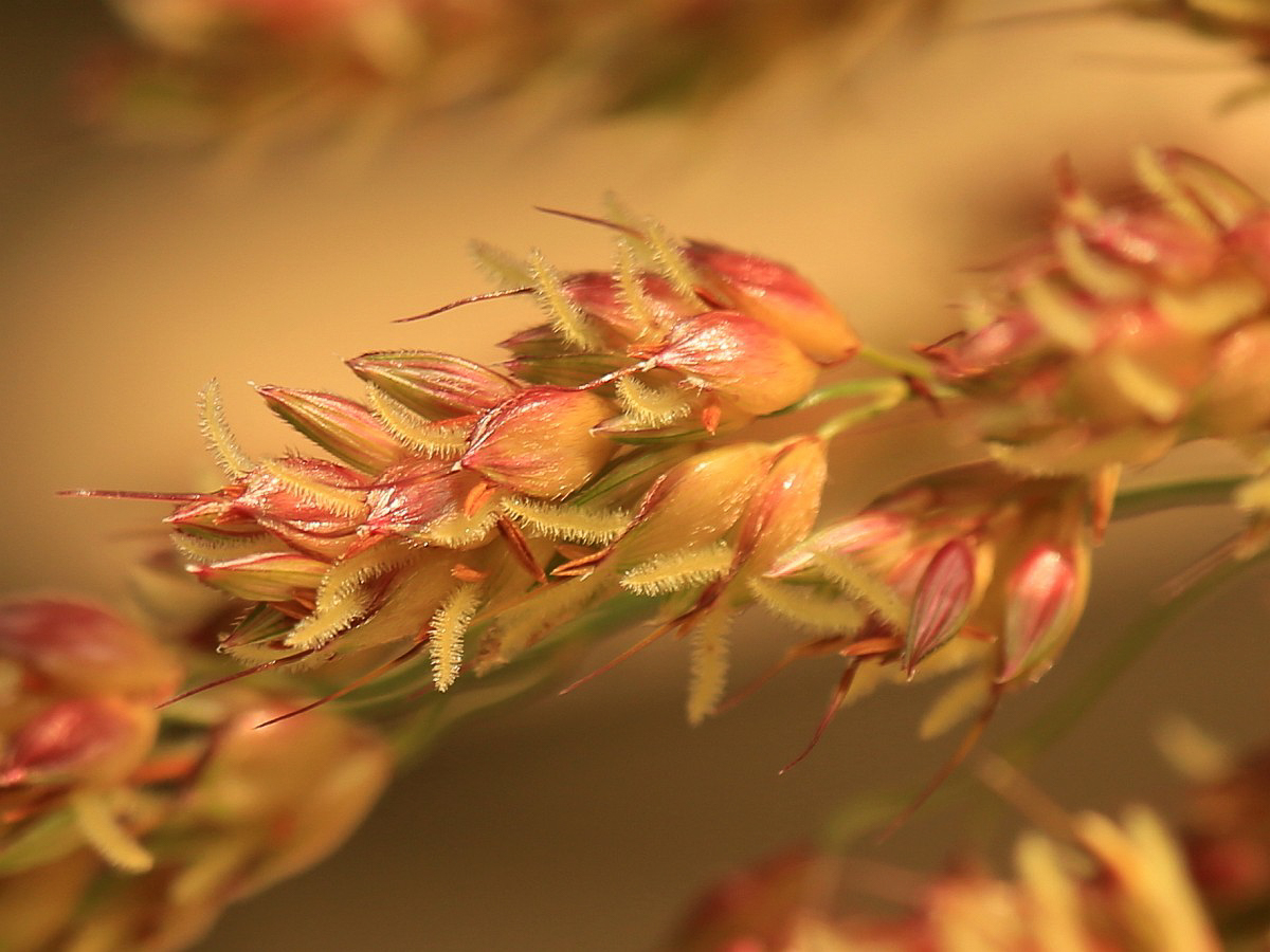 3040 Sorgo selvatico 06