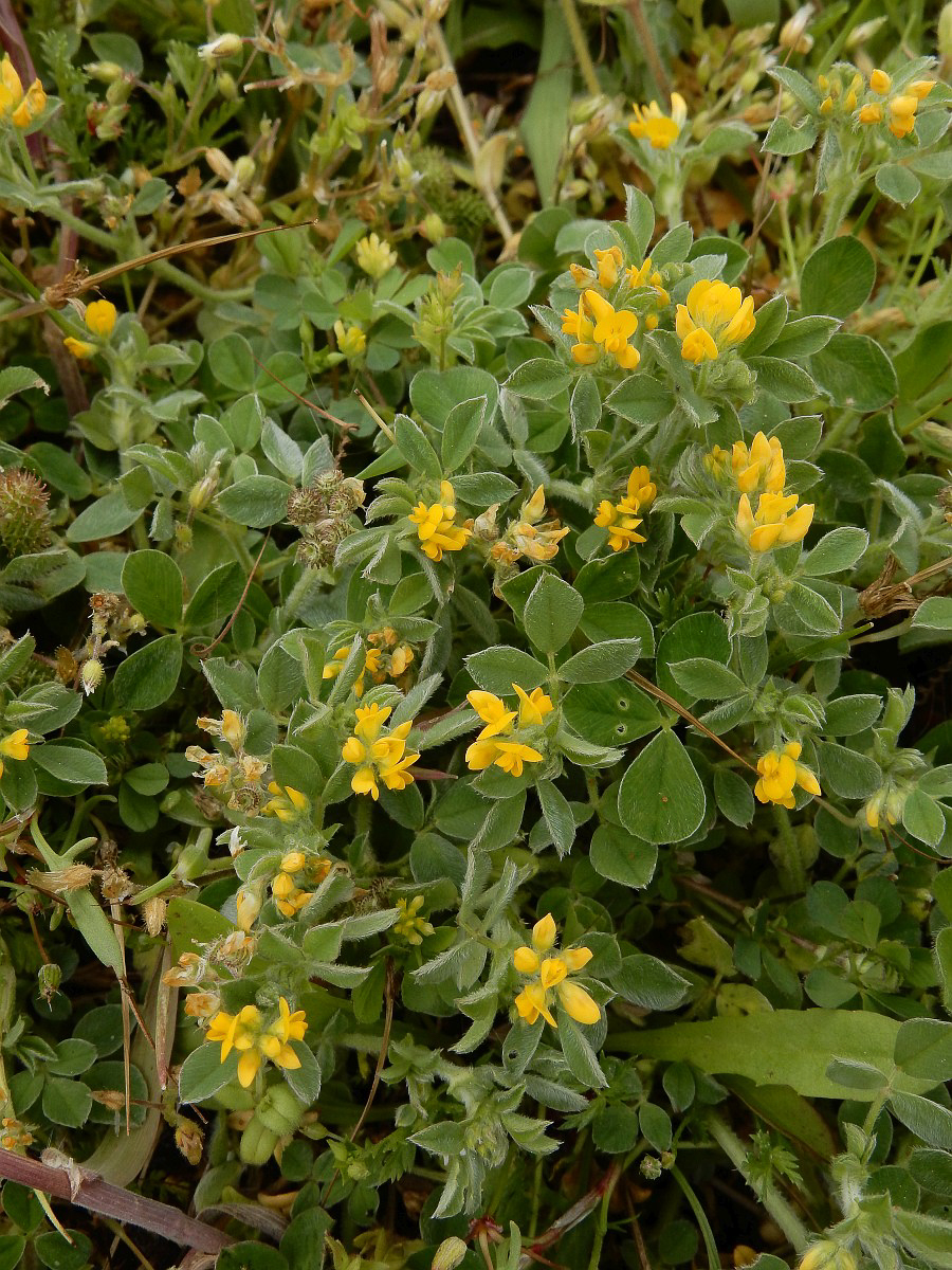 3081 Medica minima 04