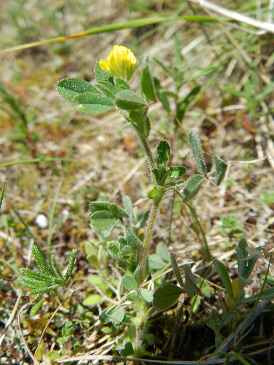 3081 Medica minima 05