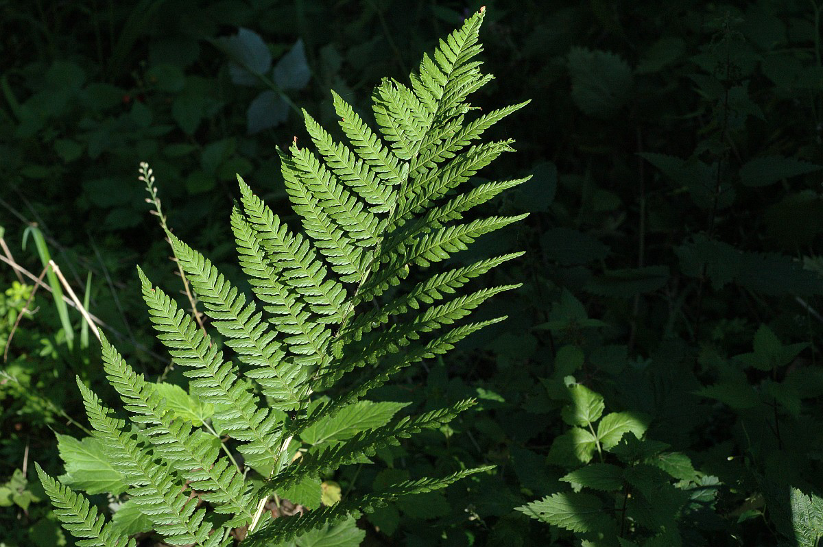 3113 Felce femmina 04