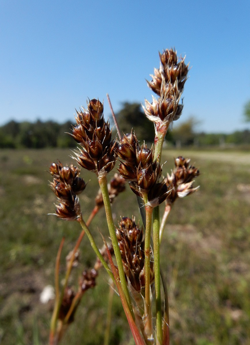 3128 Erba lucciola multiflora 04